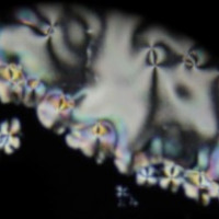 Nowa publikacja: krytyczny i szklisty dualizm w ciekłych kryształach z nanocząstkami C₆₀