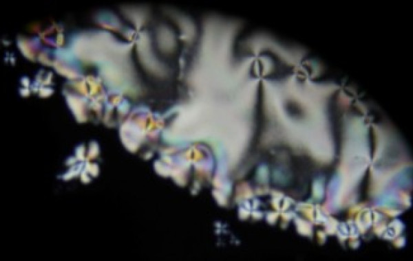 New publication: Critical and glassy dualism in liquid crystals with C₆₀ nanoparticles